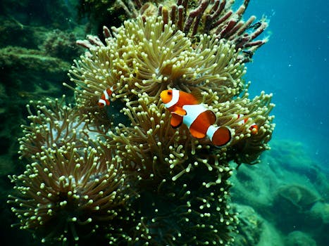 The Beauty and Complexity of Coral Reefs