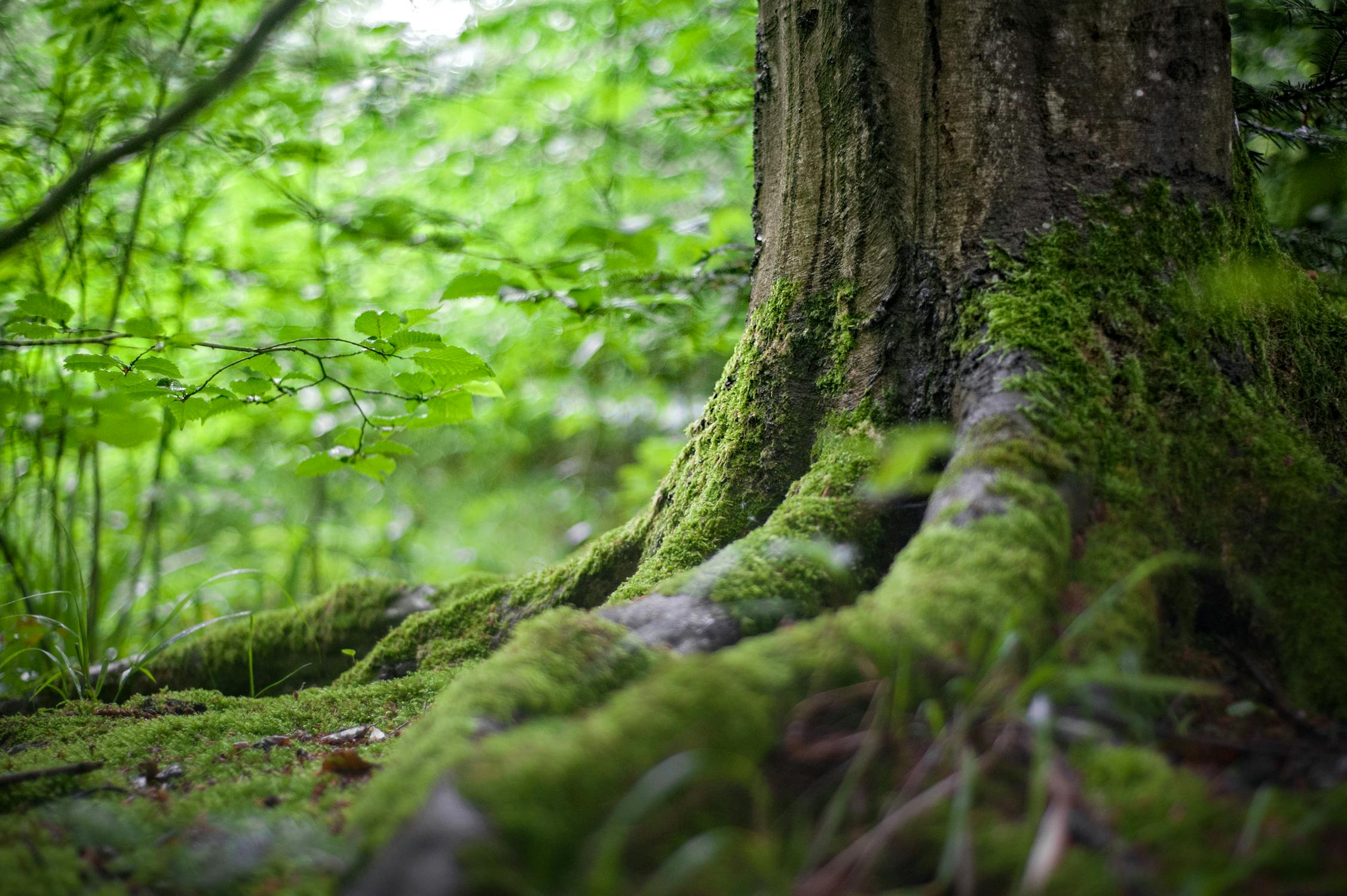 Ancient Trees: The Silent Witnesses of History