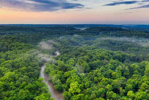 The Secret Life of Amazon Rainforest