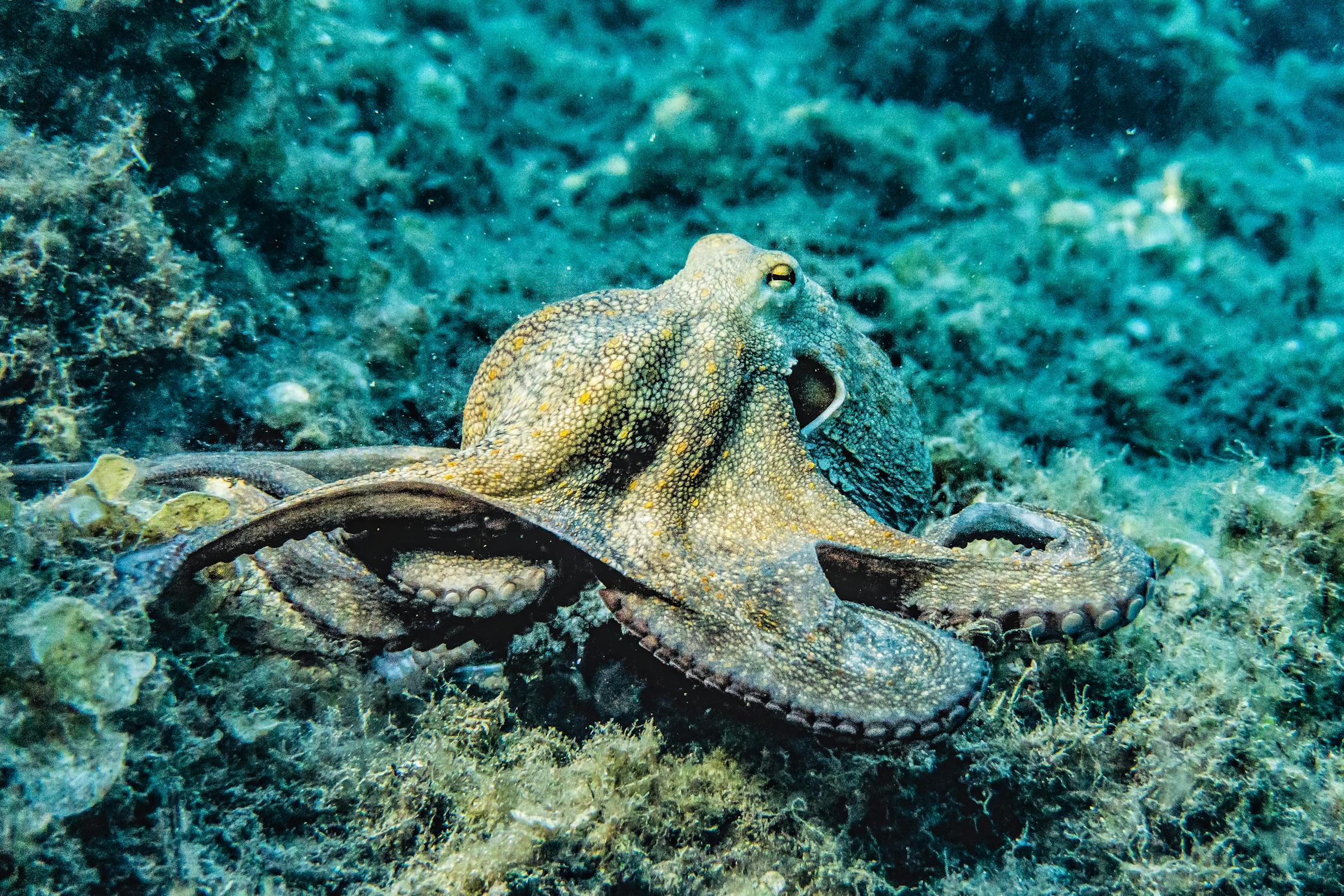 The Surprising Intelligence of Octopuses