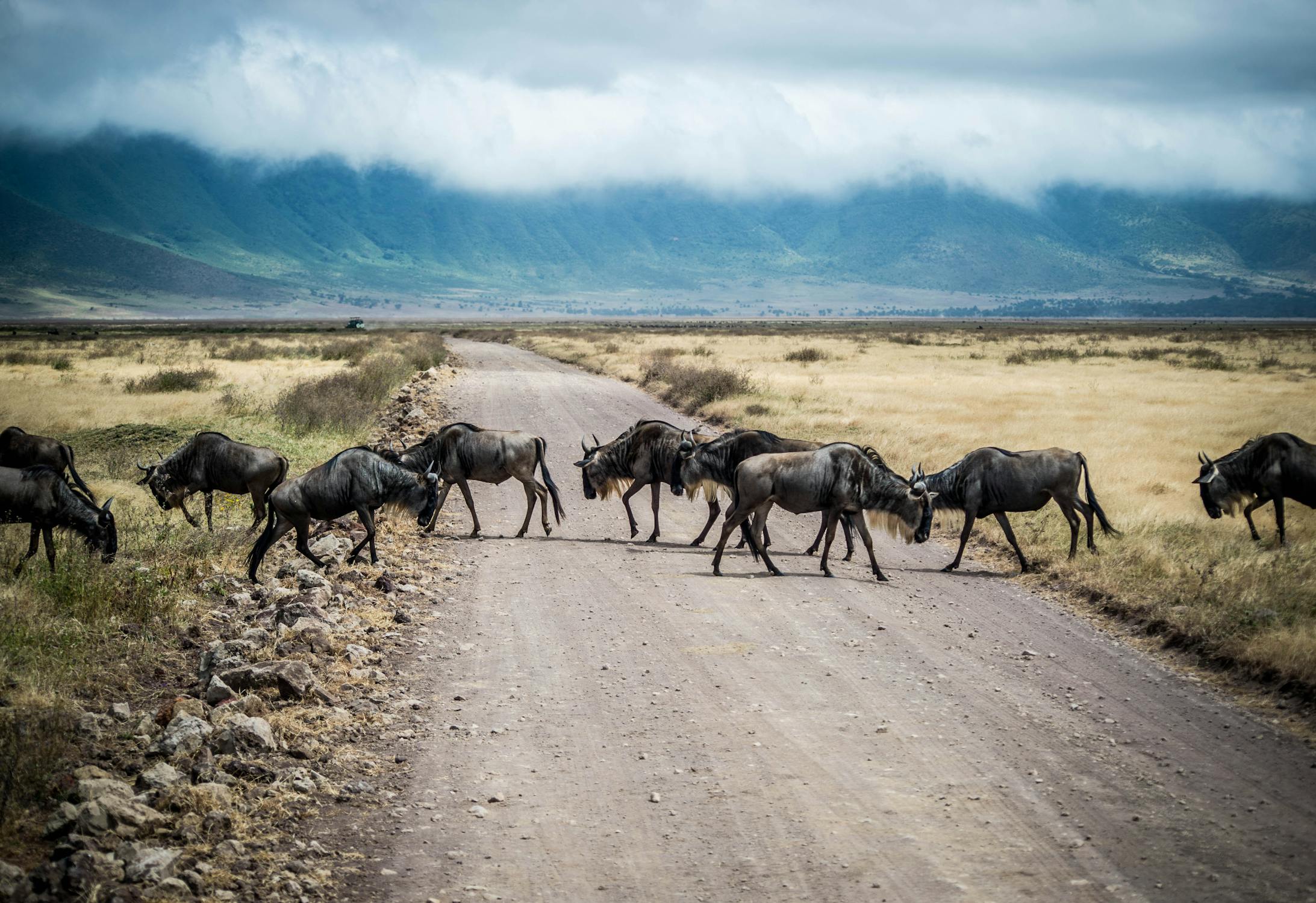 The Great Migration of Wildebeest